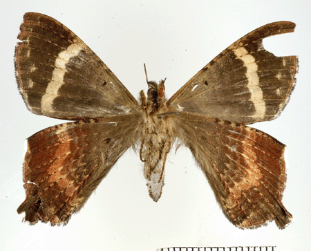 Homidiana evenus